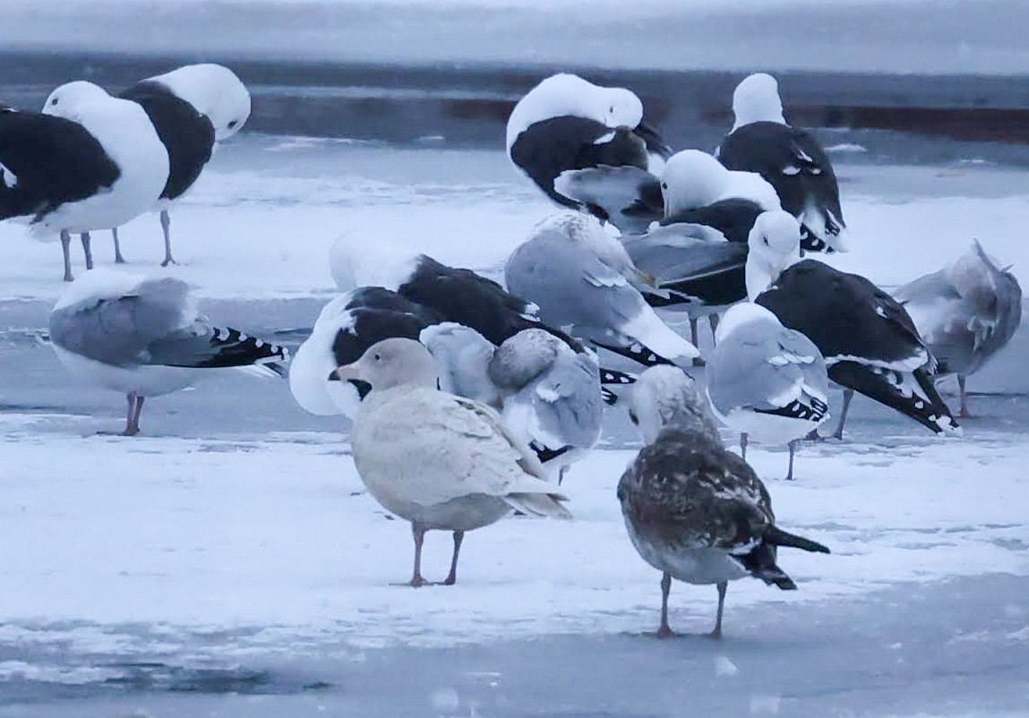 Мөсний цахлай - ML629974041