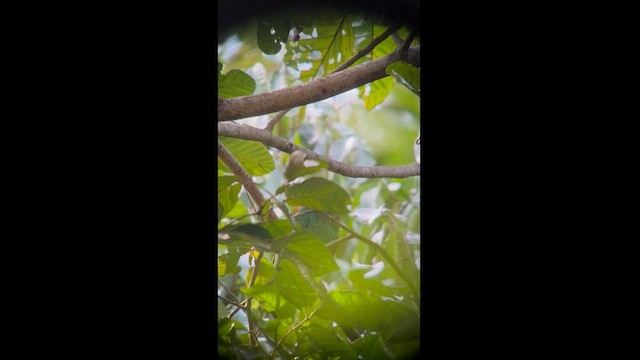 Orange-cheeked Parrot - ML629974047