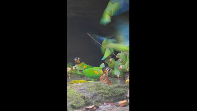 Orange-cheeked Parrot - ML629974048