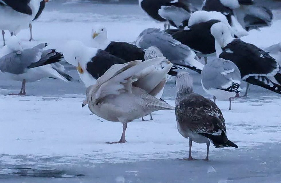 Мөсний цахлай - ML629974068