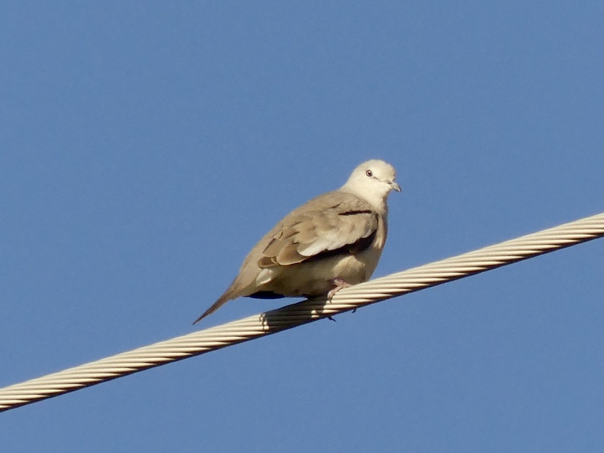 Picui Ground Dove - ML629974174