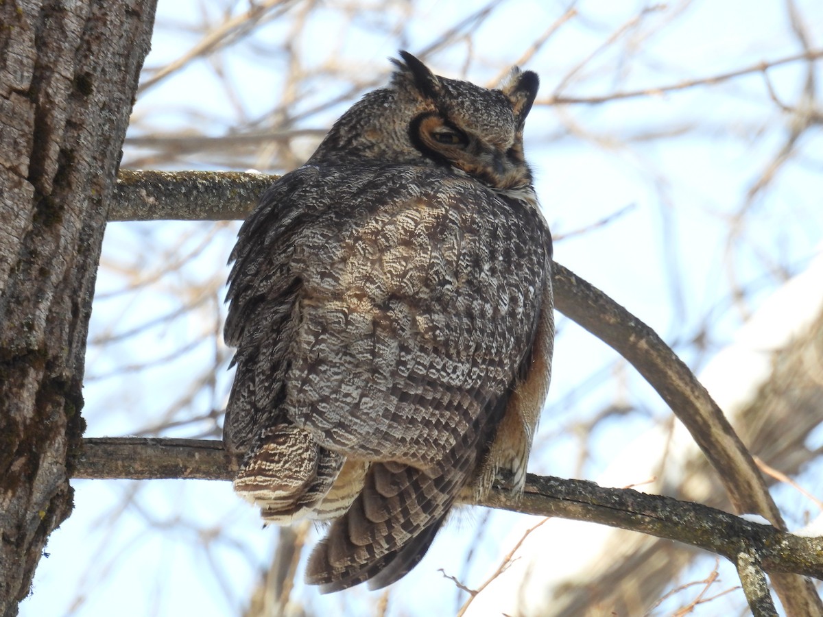 Great Horned Owl - ML629974321