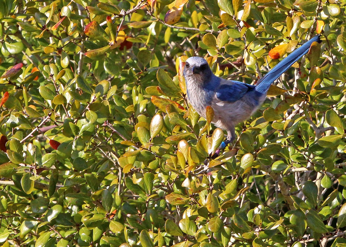 Florida Scrub-Jay - ML629974435