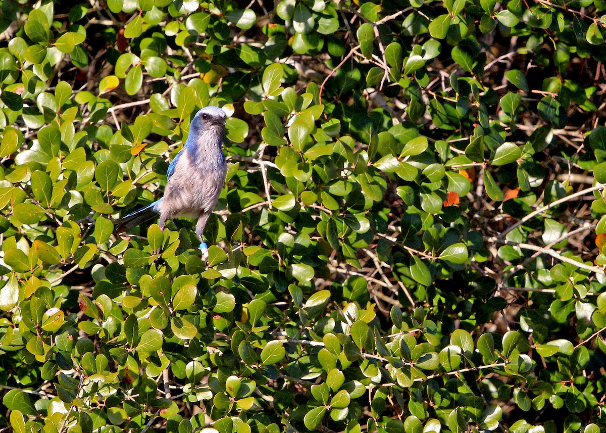 Florida Scrub-Jay - ML629974437