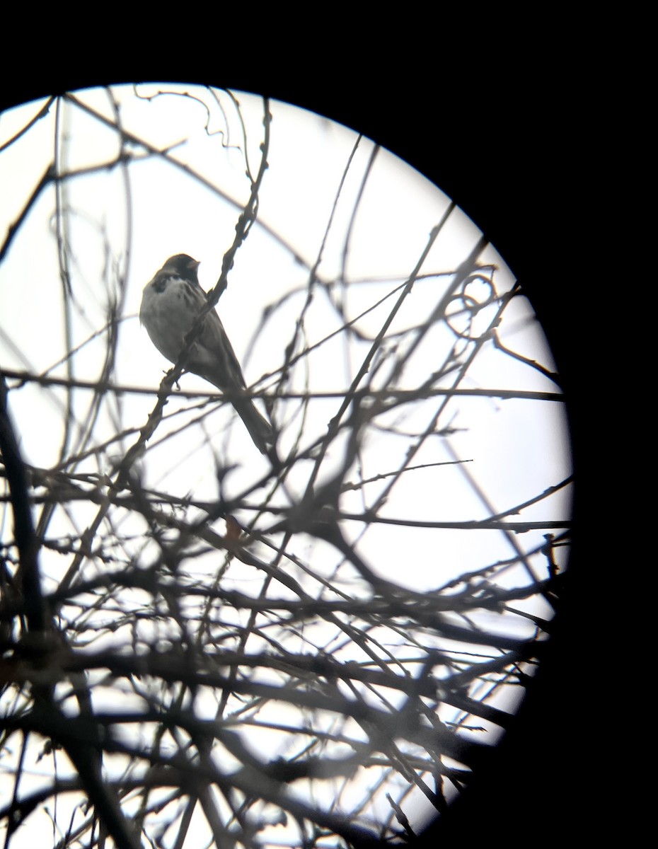 Harris's Sparrow - ML629974883