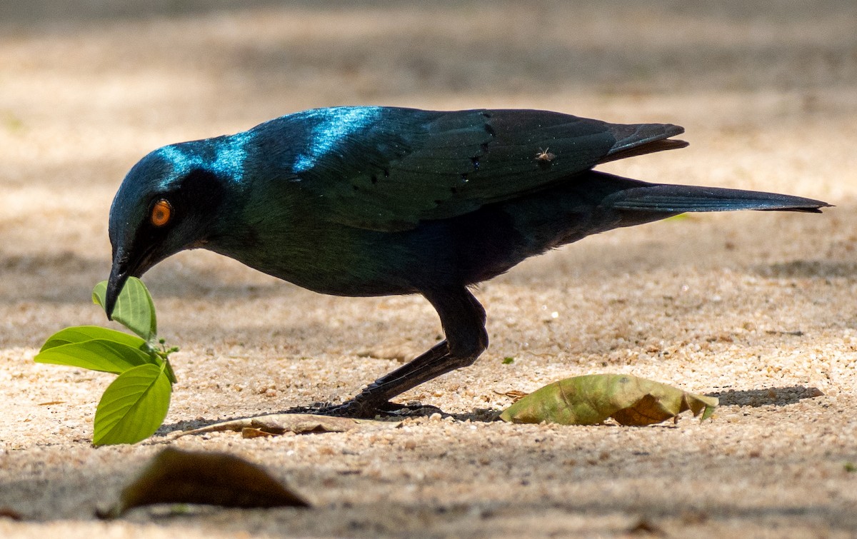 Greater Blue-eared Starling - ML629974950