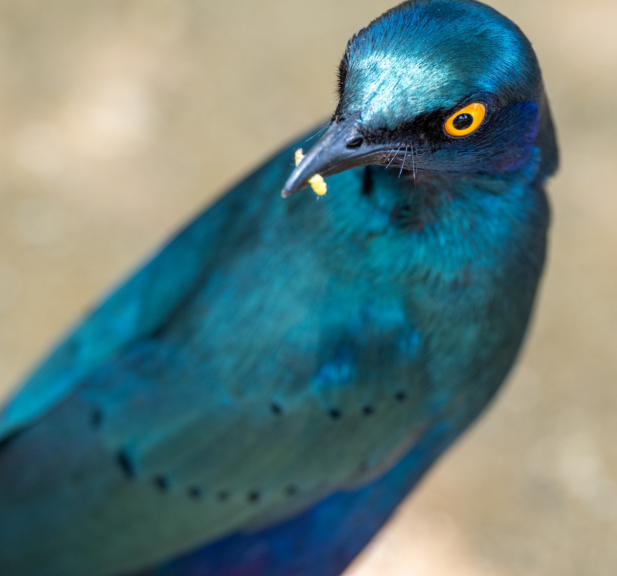 Greater Blue-eared Starling - ML629974952