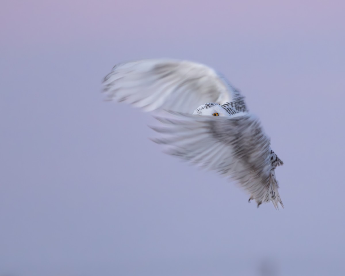 Snowy Owl - ML629975010