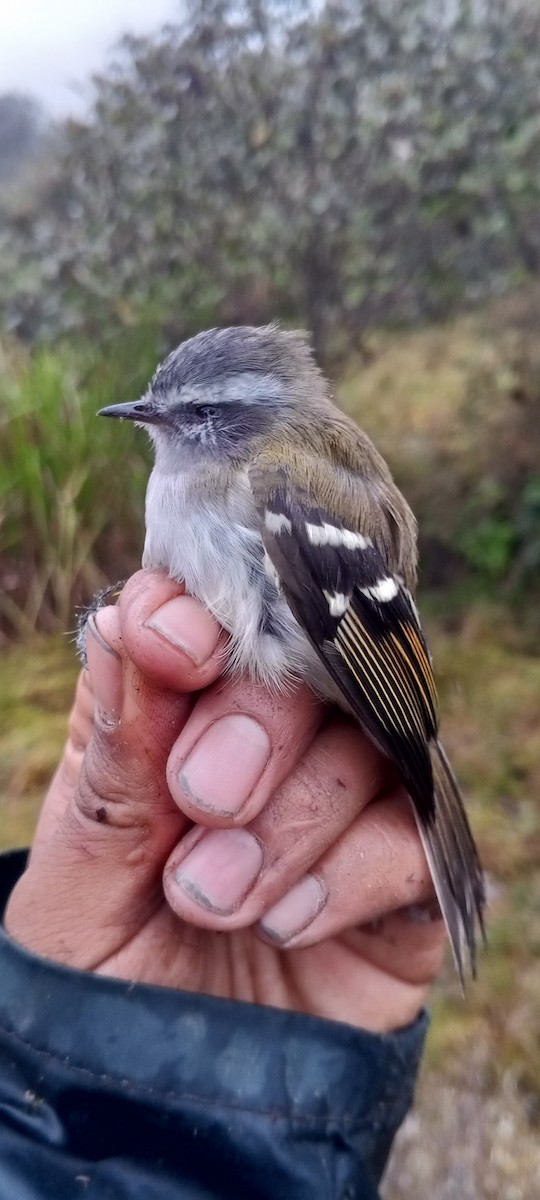 Rufous-winged Tyrannulet - ML629975015