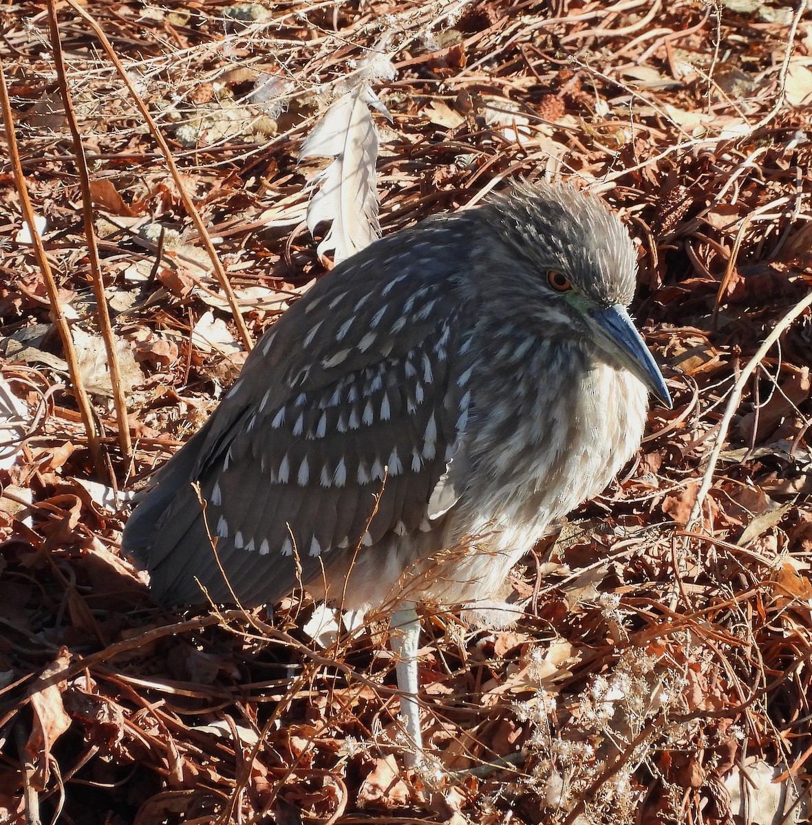 Black-crowned Night Heron - ML629975039