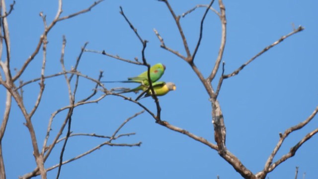 Plum-headed Parakeet - ML629975123