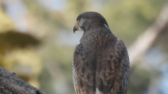 White-eyed Buzzard - ML629975145