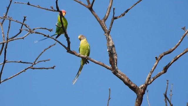 Plum-headed Parakeet - ML629975157