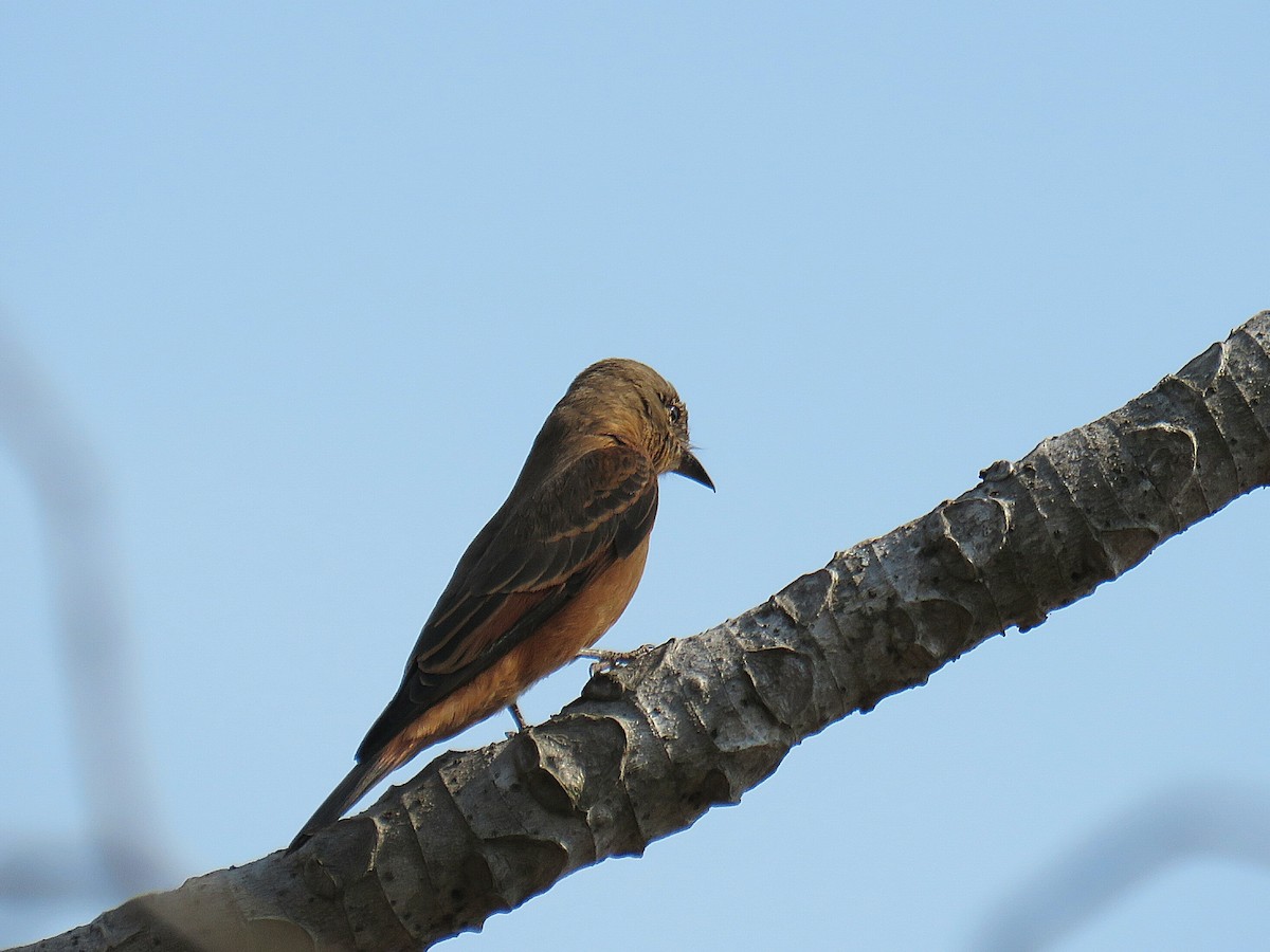 Cliff Flycatcher (Swallow) - ML629975274