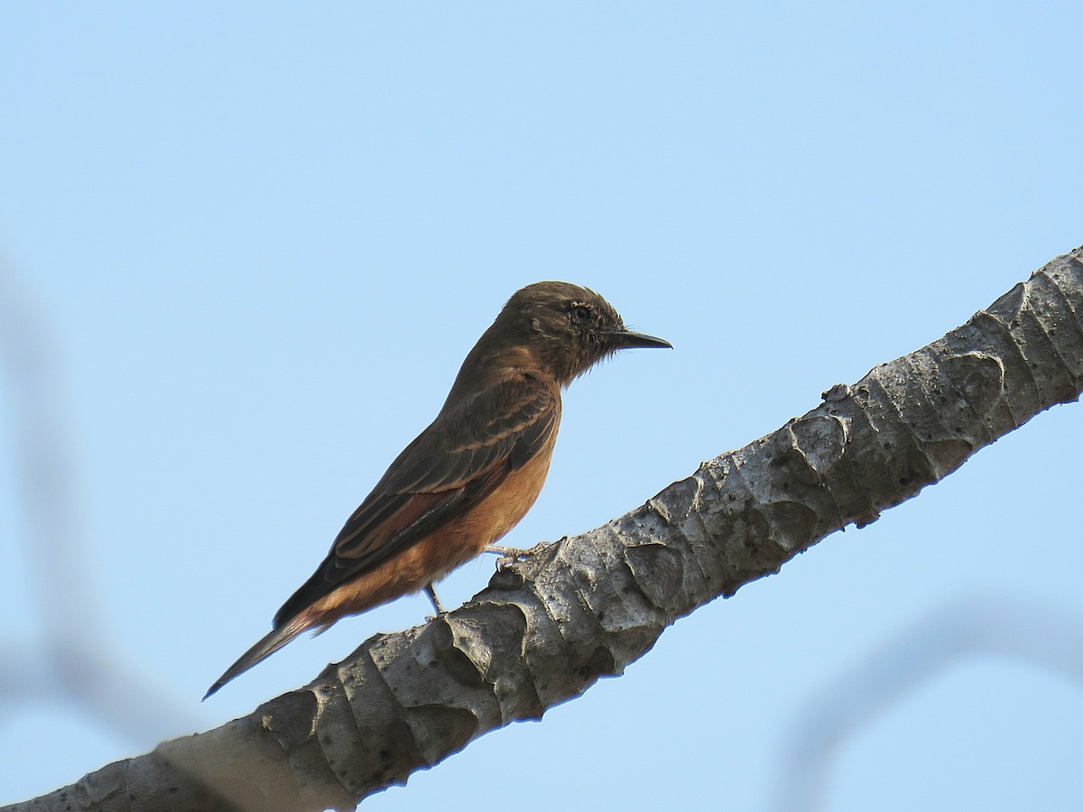 Cliff Flycatcher (Swallow) - ML629975275