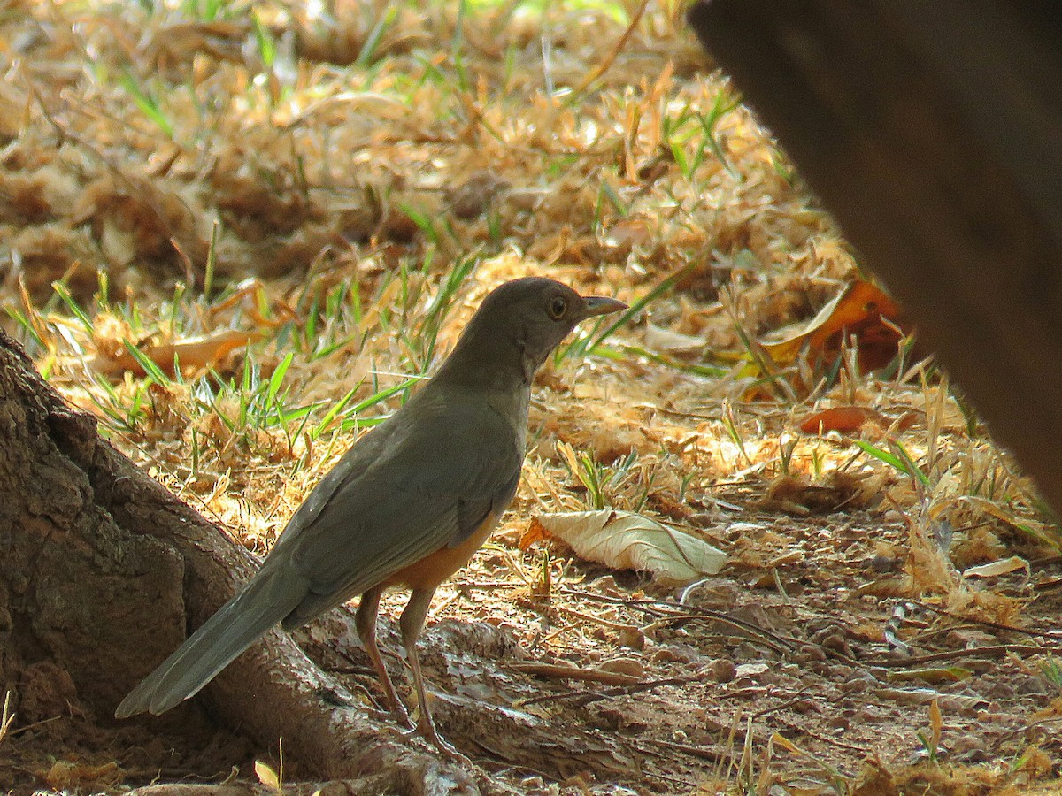 Rufous-bellied Thrush - ML629975361