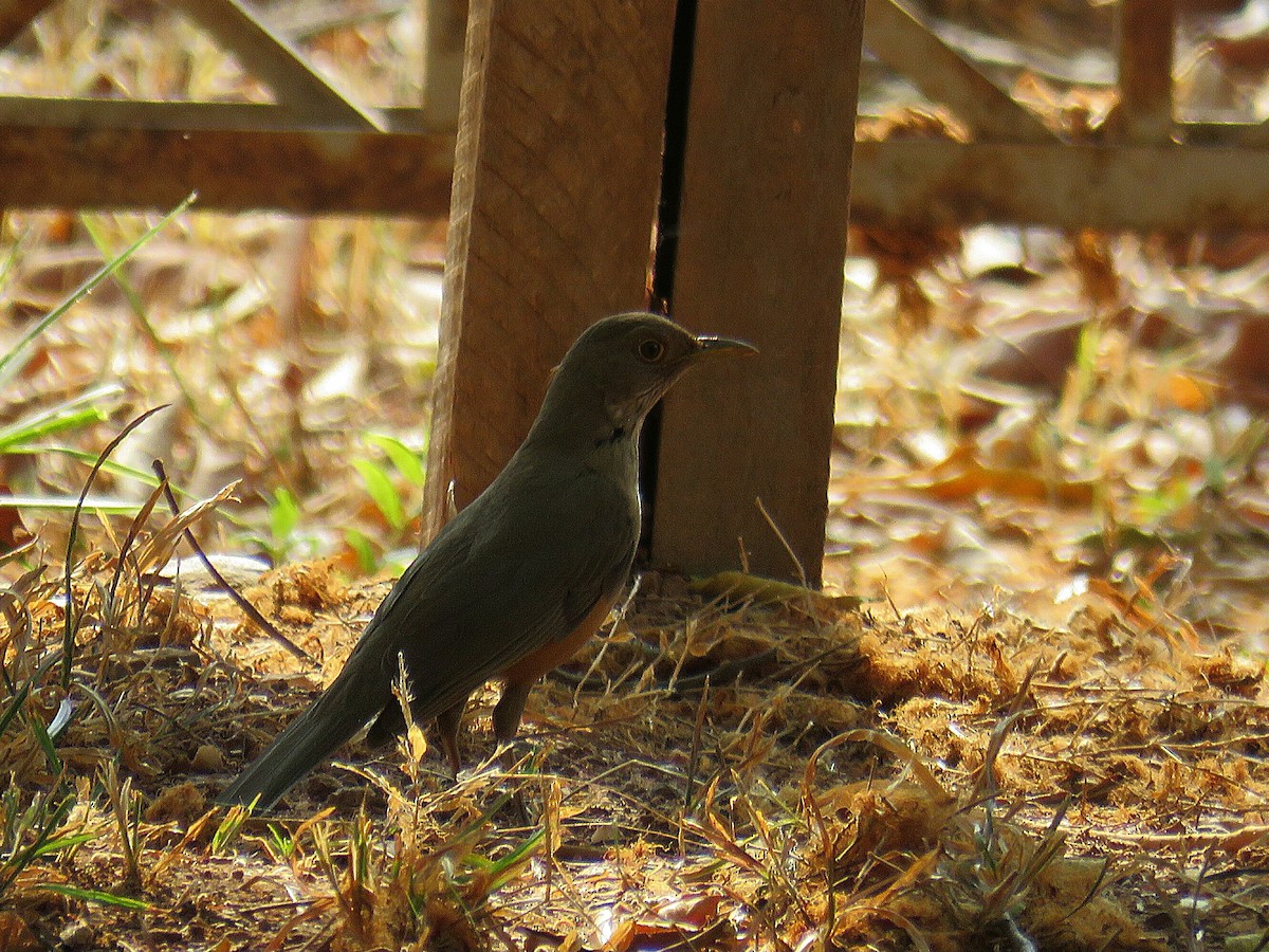 Rufous-bellied Thrush - ML629975362