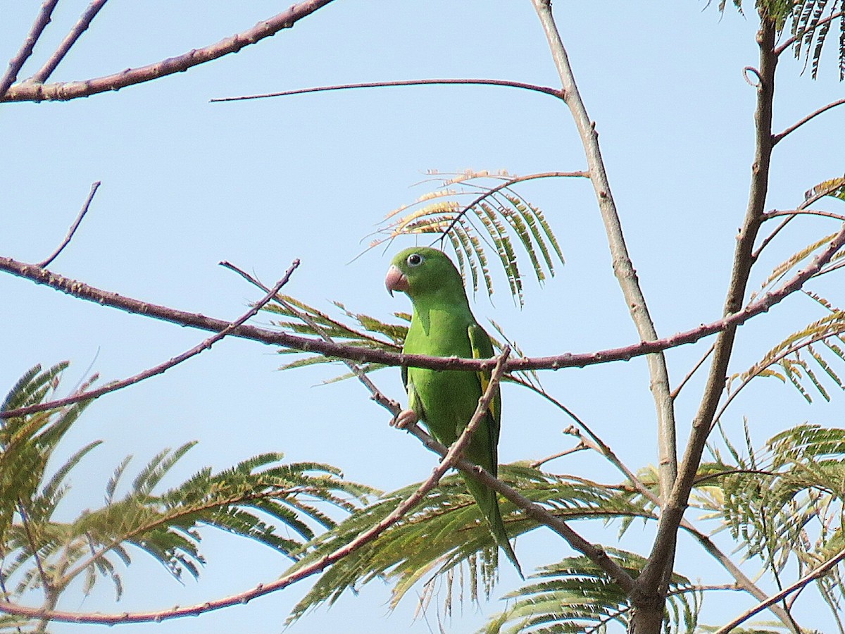 Yellow-chevroned Parakeet - ML629975385