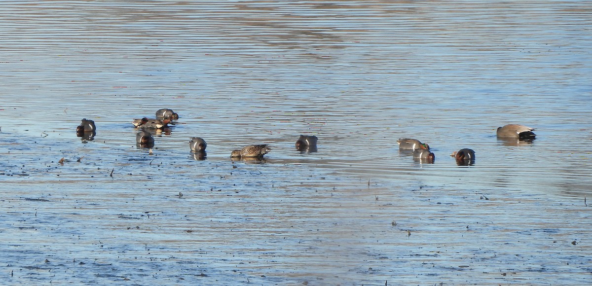 Green-winged Teal - ML629975394