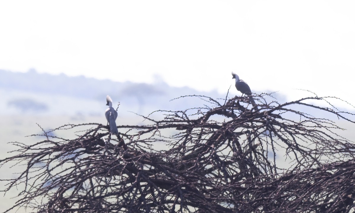 Bare-faced Go-away-bird - ML629975453