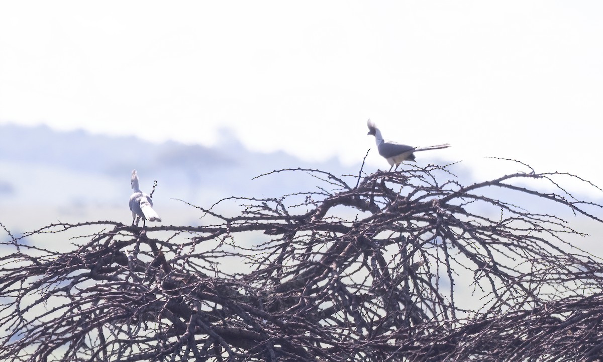 Bare-faced Go-away-bird - ML629975454