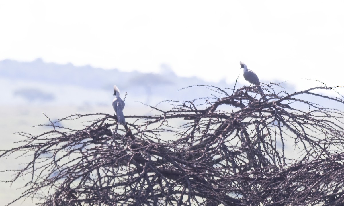 Bare-faced Go-away-bird - ML629975455