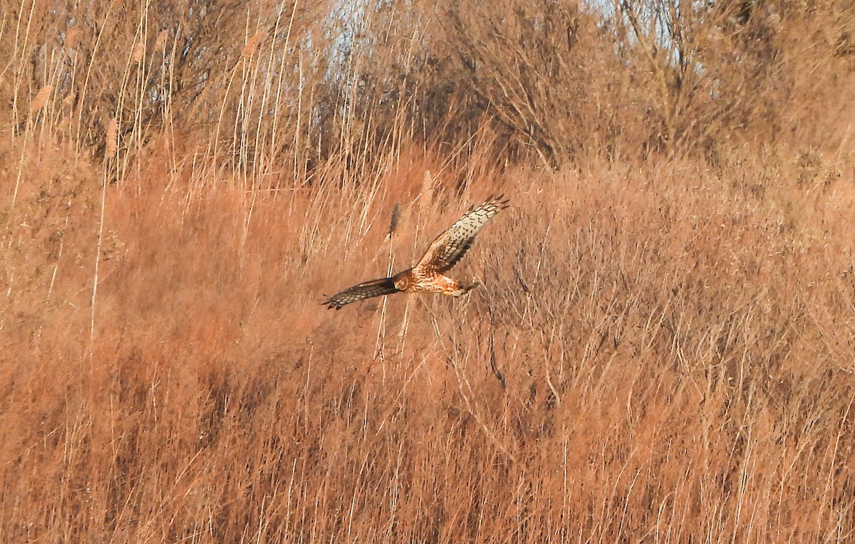 Northern Harrier - ML629975475