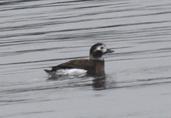 Long-tailed Duck - ML629975476