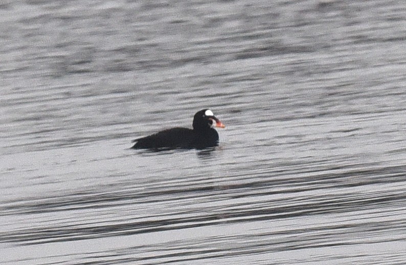 Surf Scoter - ML629975481