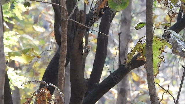 Yellow-crowned Woodpecker - ML629975583