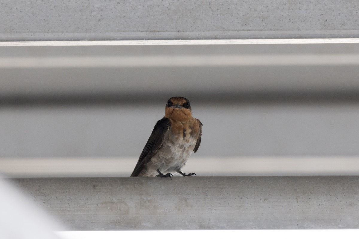 Welcome Swallow - ML629975783