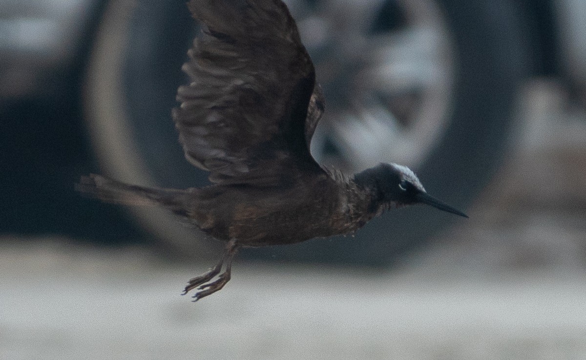 Black Noddy - ML629975930