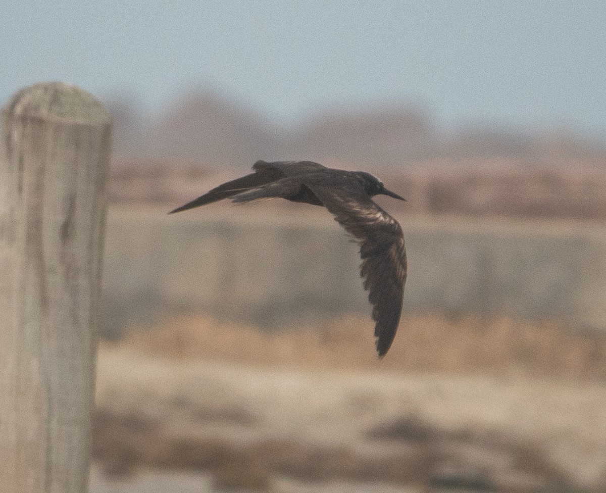 Black Noddy - ML629975931