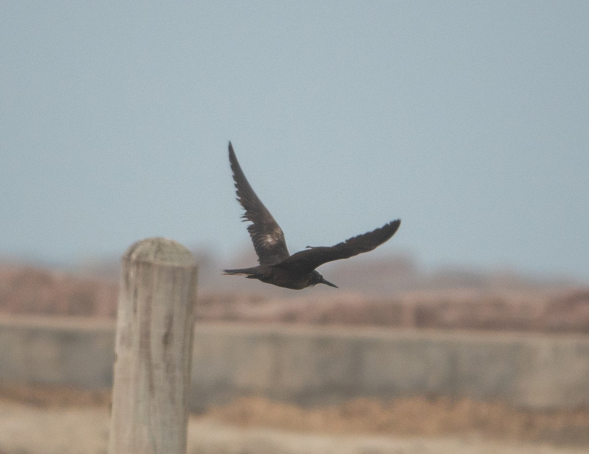 Black Noddy - ML629975932