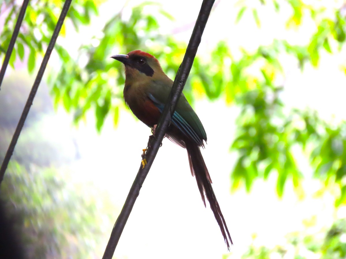 Rotkopfmotmot - ML629976178