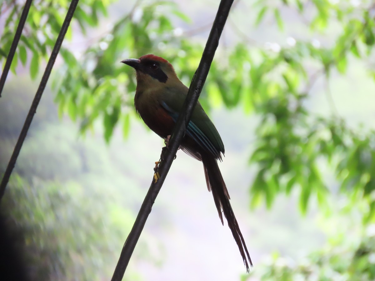 Rotkopfmotmot - ML629976179