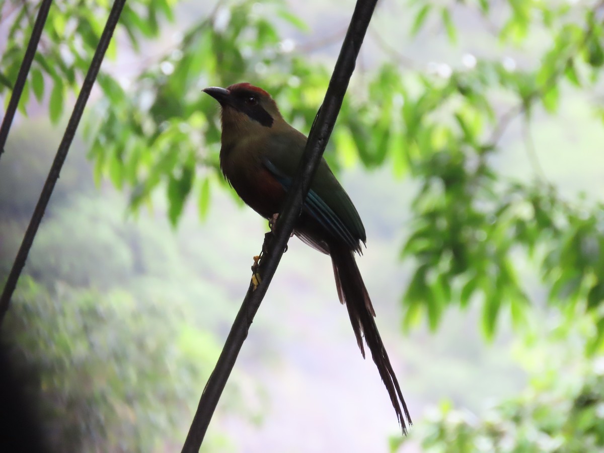 Rotkopfmotmot - ML629976180