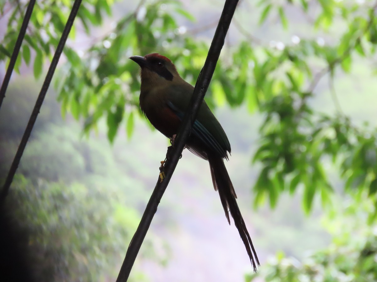 Rotkopfmotmot - ML629976182