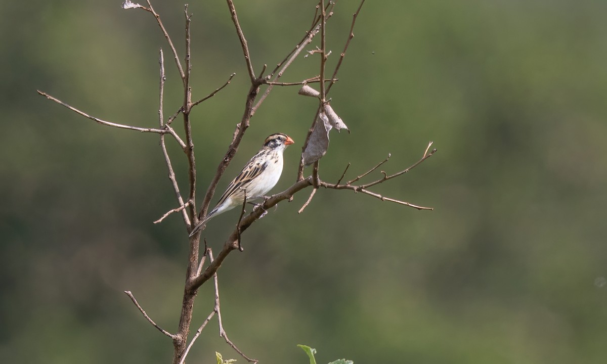 Pin-tailed Whydah - ML629976453