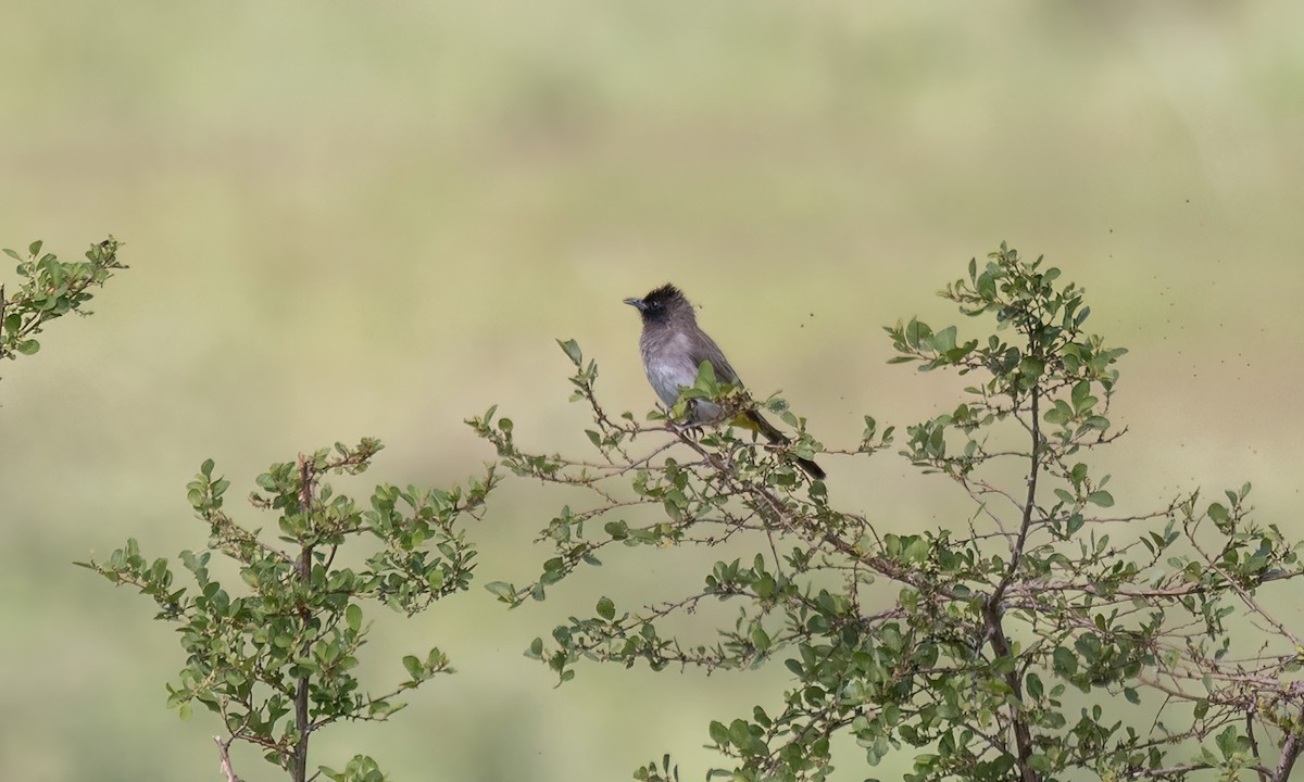Common Bulbul (Dark-capped) - ML629976641
