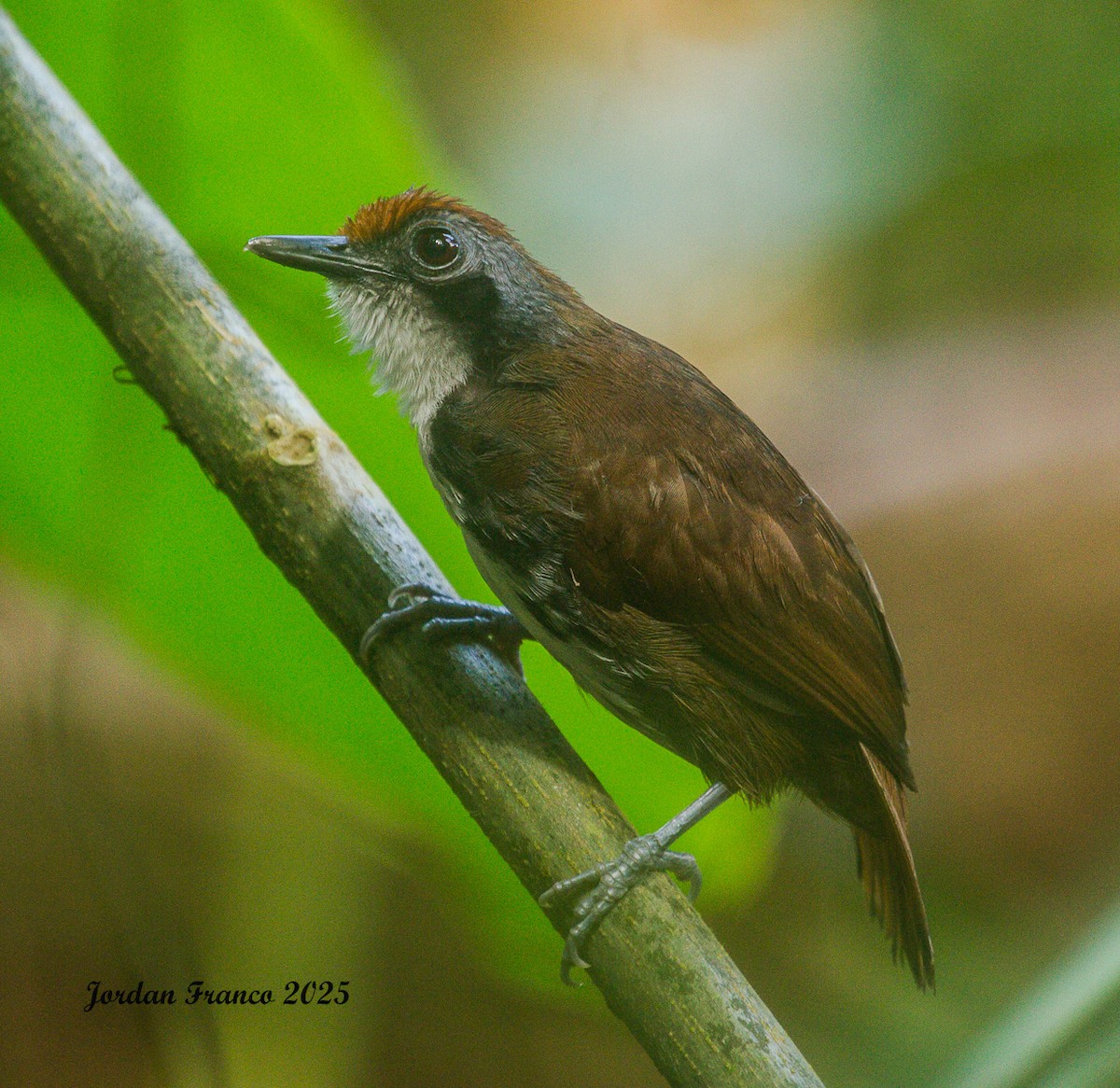 Bicolored Antbird - ML629976819