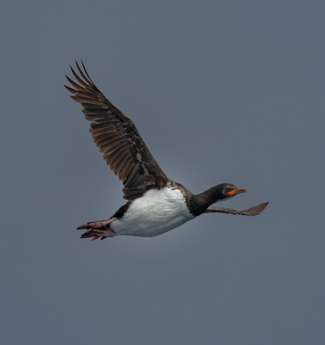 Campbell Islands Shag - ML629976839