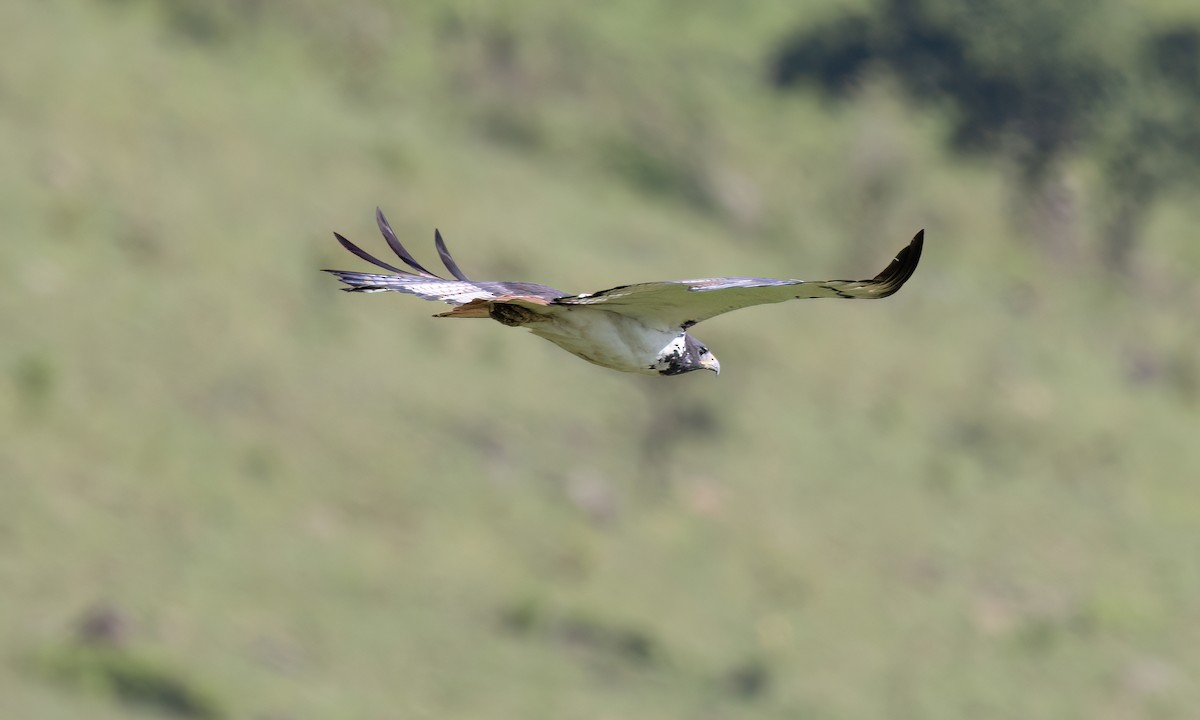Augur Buzzard (Augur) - ML629976947
