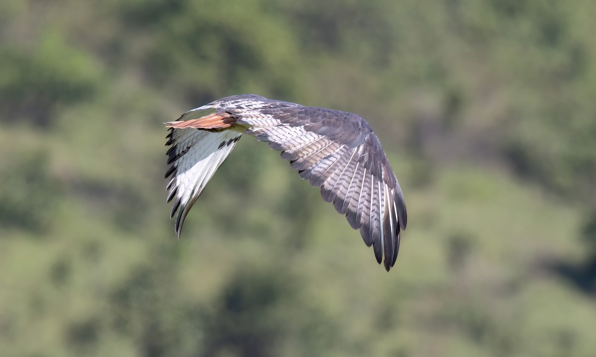 Augur Buzzard (Augur) - ML629976948
