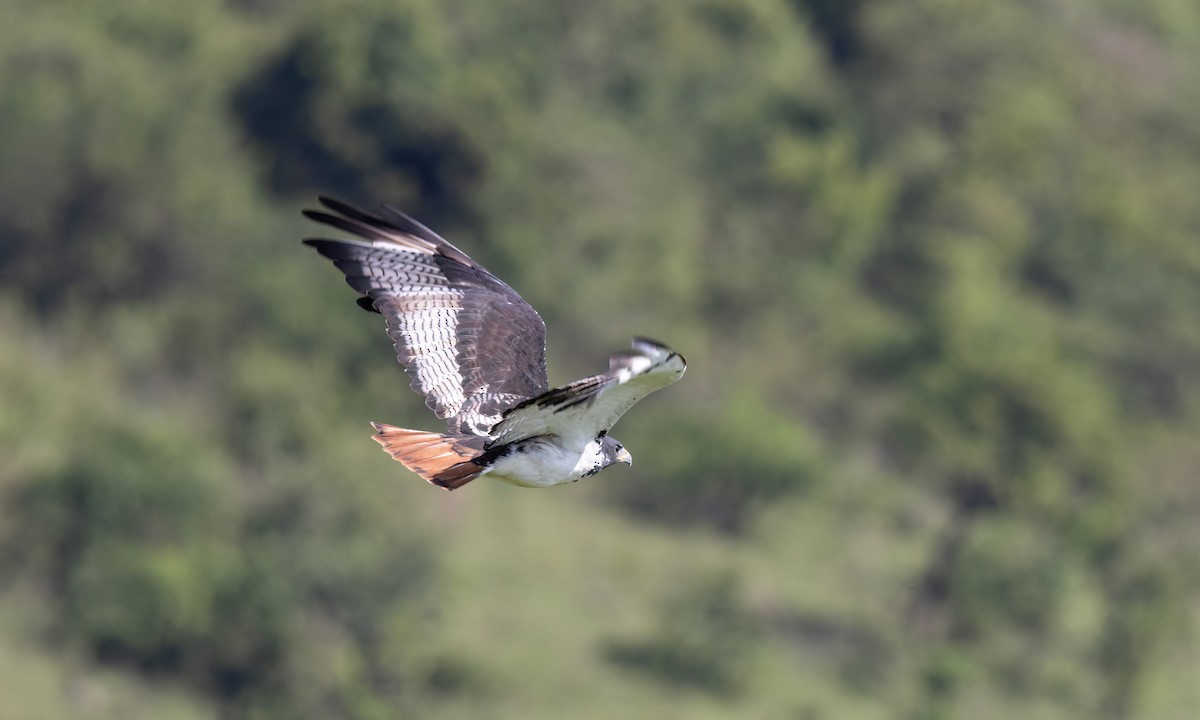 Augur Buzzard (Augur) - ML629976949