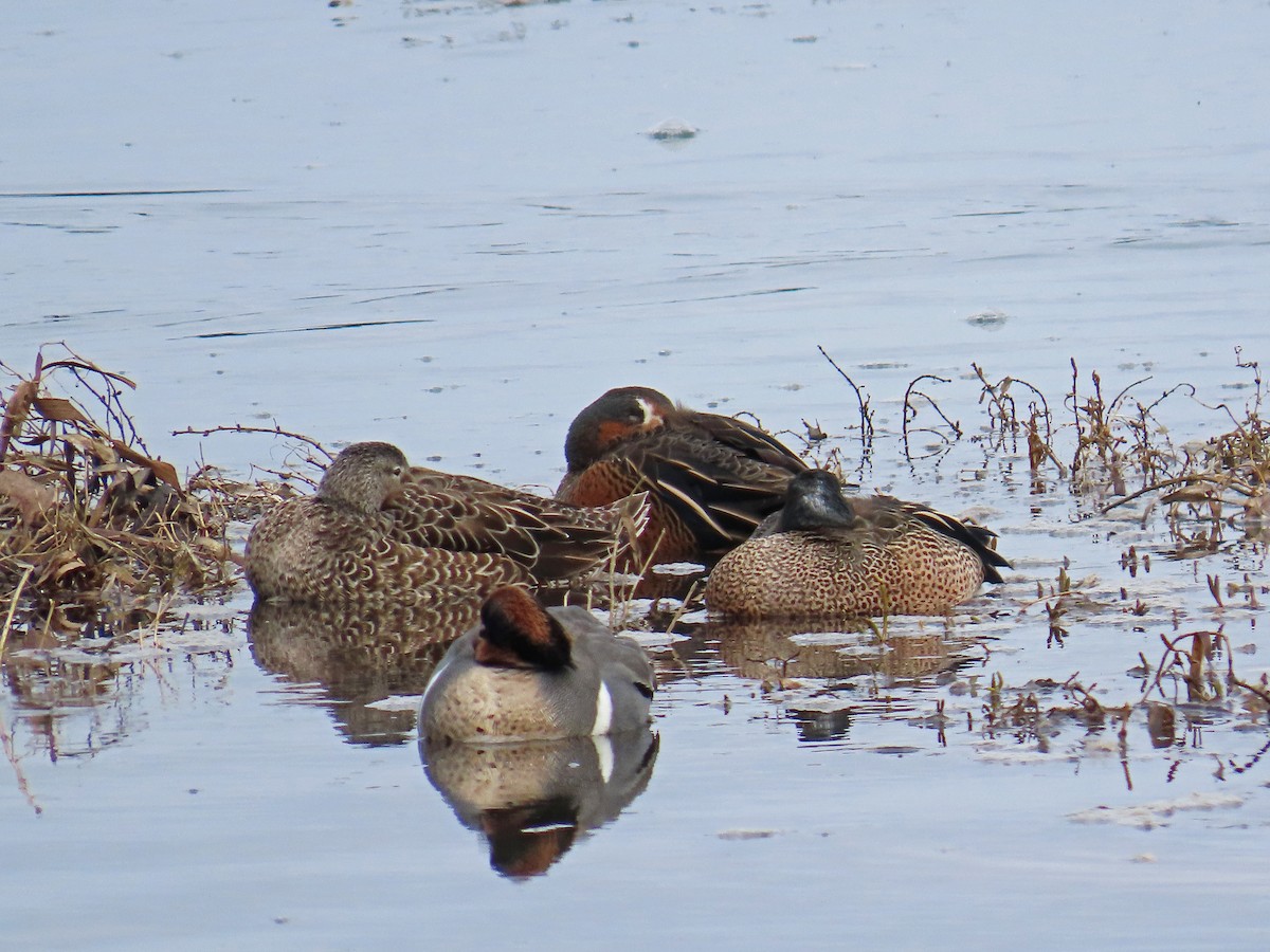 Blue-winged x Cinnamon Teal (hybrid) - ML629977026