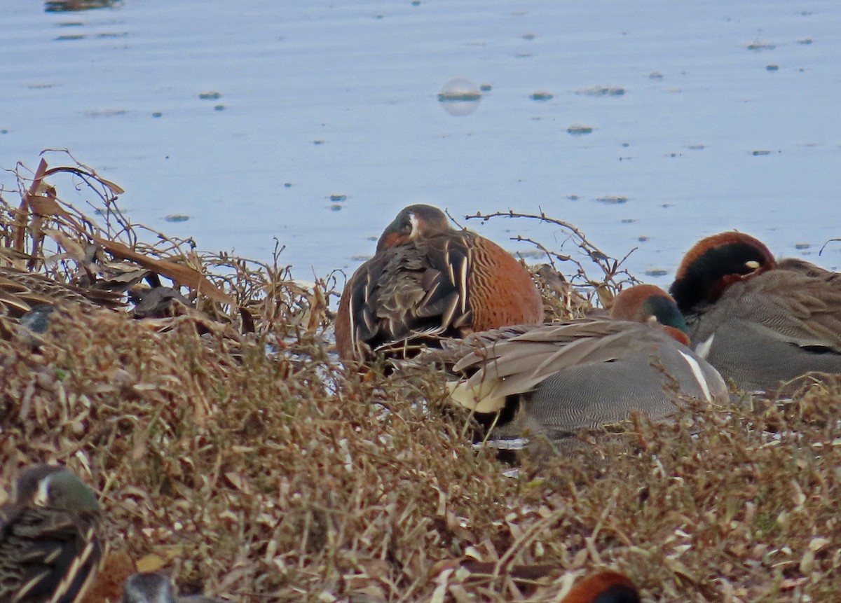 Blue-winged x Cinnamon Teal (hybrid) - ML629977029