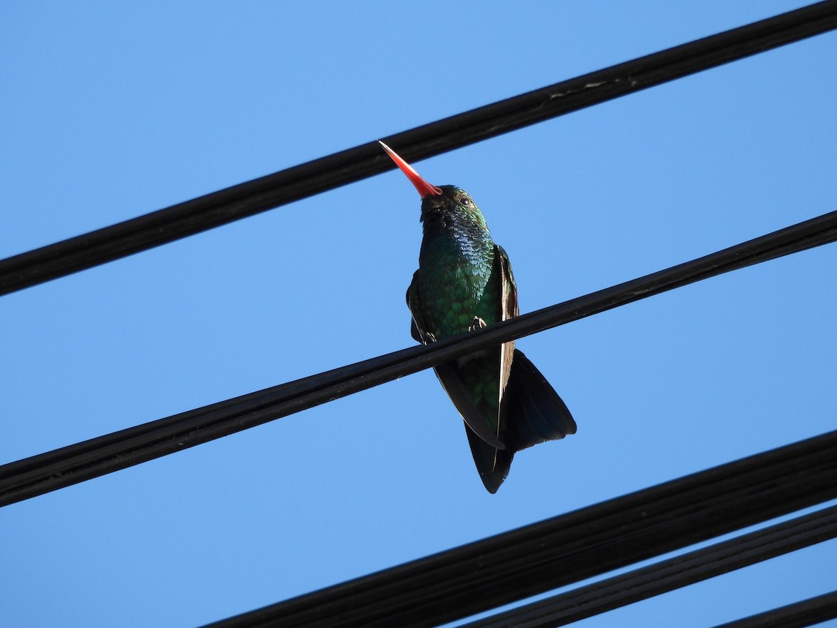 Glittering-bellied Emerald - ML629977072
