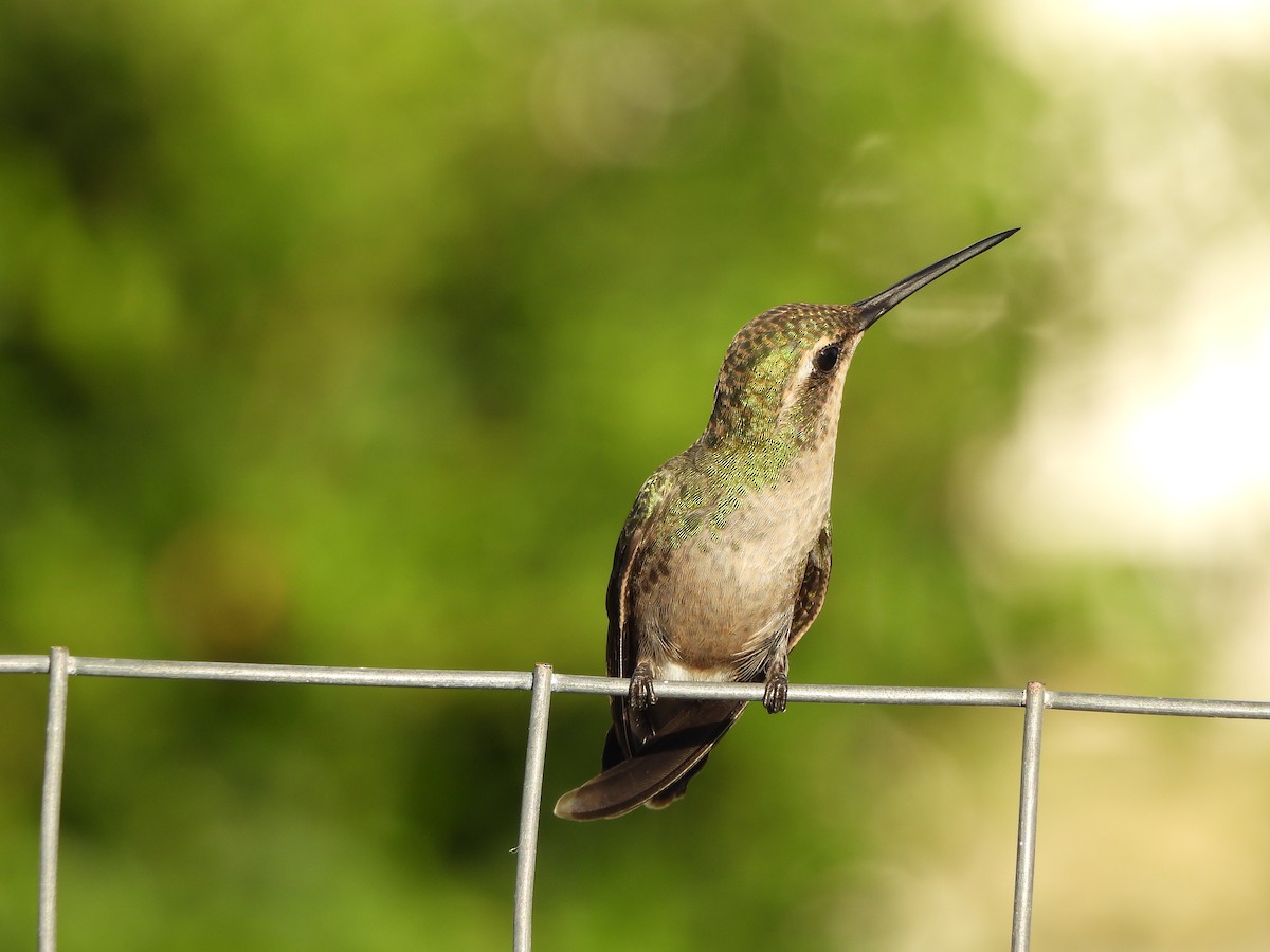 Glittering-bellied Emerald - ML629977089