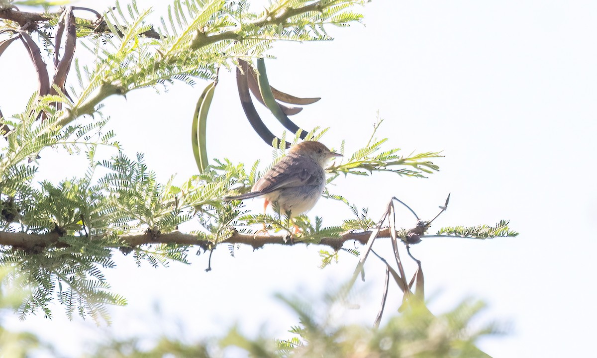 Tabora Cisticola - ML629977106